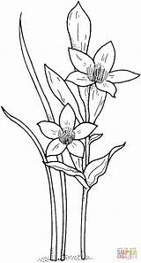 Narcissus Coloring Pages Daffodil Drawing Flowers Printable Color Flower Jonquil Paperwhite Online Drawings Colouring Floral 1kb 1500px sketch template