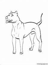 Perros Dogo Argentino Dibujos Dogos Resultado Argentinos Moose Guardado sketch template