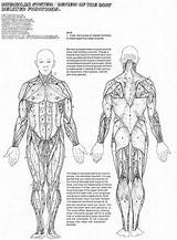 Anatomy Muscular Bones Unmisravle Skeletal Coloringhome Educativeprintable Educative Anatomical Physiology Sponsored sketch template