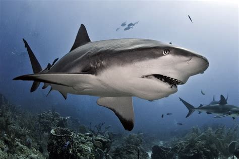 shark monitoring  easy  easier awesome ocean