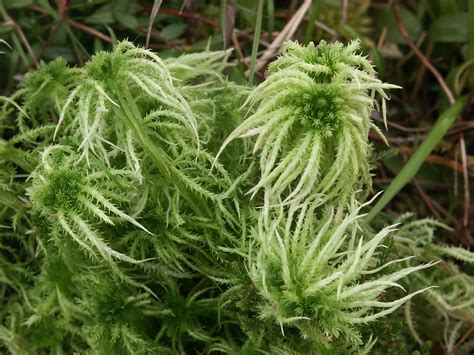sphagnum moss gardening wwi bandages  navasota examiner