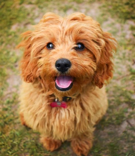 cavapoo dog breed facts  detailed information