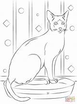 Coloring Siamese Cat Sitting Printable Pages Cats Designlooter Click Supercoloring sketch template