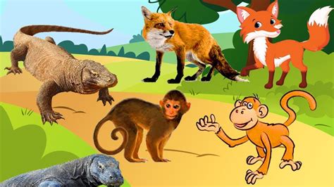 animals cartoon  kids leanr real animals video educational