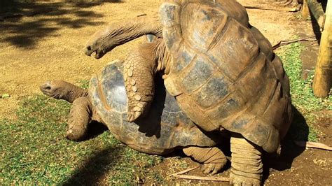 tortues géantes d aldabra à maurice youtube