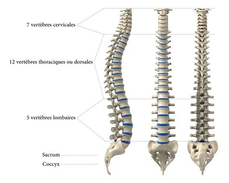 anatomie de la colonne vertebrale le spondylolisthesis