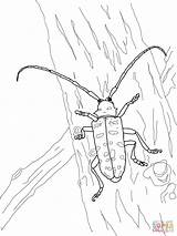 Coloring Beetle Asian Longhorned Pages Printable Drawing Beetles Beelte Drawings Supercoloring Categories 1600px 75kb Beatle 1200 sketch template