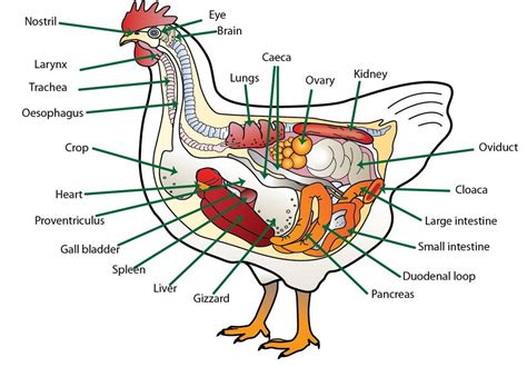 pin  brandy starai  bwaak animal body parts poultry diseases chicken anatomy