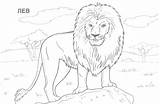 Animals Safari sketch template