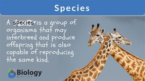 species definition  examples biology  dictionary