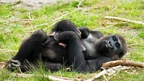 gorilla geboren  beekse bergen brabant  business