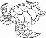 Coloring Pages Sea Azcoloring Animals Animal Turtle sketch template