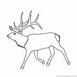 Elk Coloring Head Pages Template sketch template