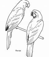 Coloring Pages Bird Kids Parrot Printable Sheet Parrots Birds Drawing Galah Animal Print Printables Budgie Online Simple Drawings Realistic Gif sketch template