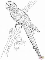 Coloring Macaw Pages Printable Bird Arara Para Colorir Desenho Imagem Choose Board Blue sketch template