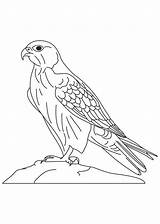 Falcon Coloring Pages Peregrine Bird Printable Animal Designlooter Print 81kb 1091 sketch template