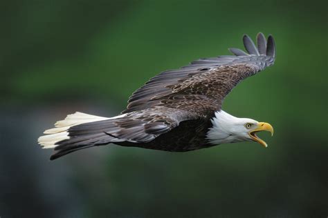 bald eagle  flight