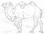 Coloring Pages Camel Realistic Bactrian Supercoloring Drawing Printable sketch template