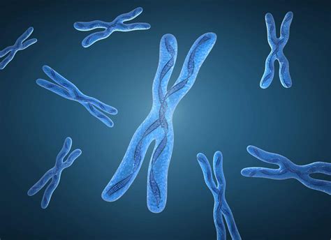¿qué Es La Herencia Dominante Ligada Al Cromosoma X Curiosoando
