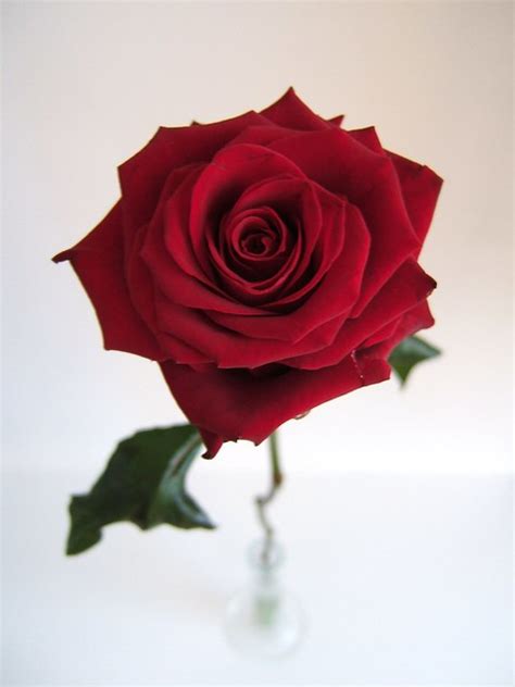 single rose flickr photo sharing