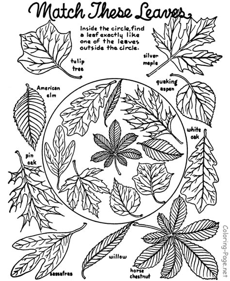 autumn leaves coloring pages coloring home