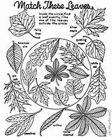 Coloring Fall Pages Autumn Leaves Sheet Tree Printable Sheets Book Kids Colouring Leaf Identification Nature Season Color Worksheets Activities Books sketch template