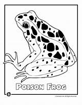 Rainforest Coloring Animals Pages Endangered Frog Animal Most Dart Poison Species Printable Forest Activities Jr Color Animaljr Colour Crafts Birds sketch template