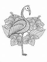 Flamingo Erwachsene Drucken Ausdrucken Malvorlagen Flamingos Freude Flamencos sketch template
