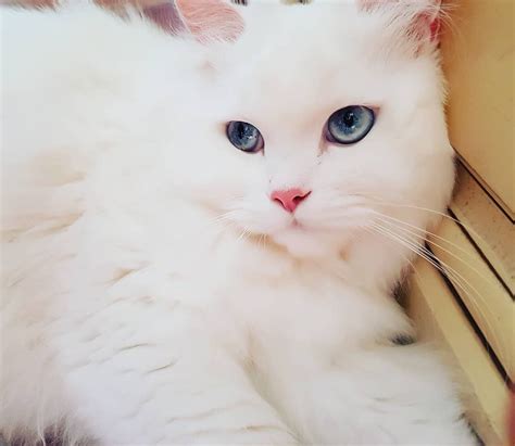 beautiful white cats  kittens