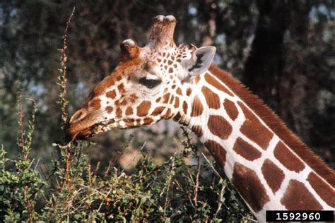reticulated giraffe giraffa camelopardalis reticulata