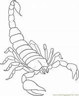 Scorpion Drawing Coloring Drawings Printable Scorpio Draw Choose Board Animals Tattoo sketch template