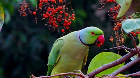 parrots jungleparrots habitatparrots informationparrots breedsweet