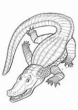Cocodrilos Crocodile Australiana Iluminar sketch template