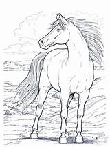 Realistic Coloring Pages Horses Horse Getdrawings sketch template