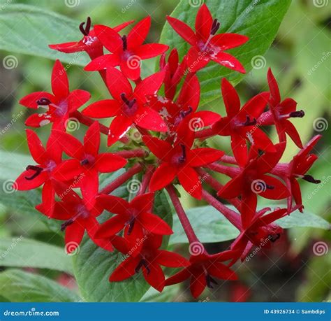 red star cluster flower stock photo image