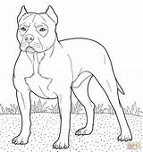 Pitbull Bull Terrier sketch template