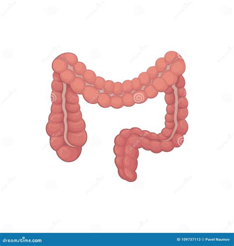 illustrazione dellintestino crasso organo dellapparato digerente parte del corpo interna umana