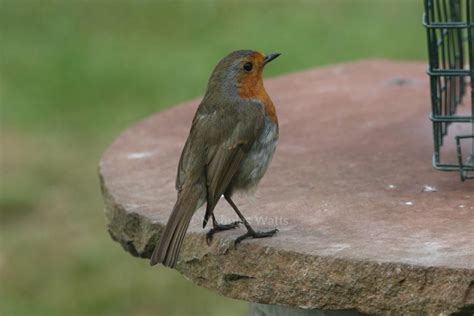 robin bird information   vine house farm