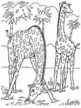 Wild Coloring Pages Animal Kids Giraffe sketch template