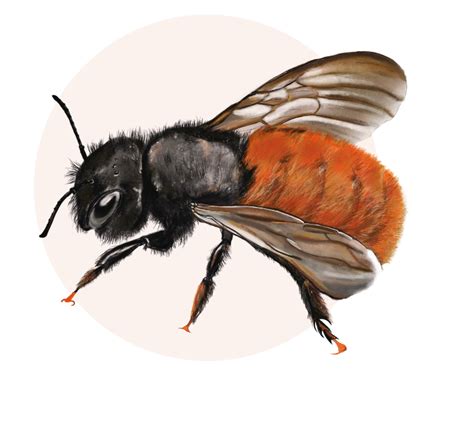 Association L Abeille Rousse L Abeille Rousse Apidae Pollexpert