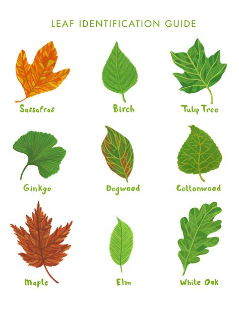 printable tree leaf identification chart