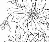 Poinsettia Christmas Line Coloring Drawing Flower Pages Drawings Outline Clip Printable Clipart Graphicsfairy Thumb Fairy Graphics Thegraphicsfairy Color Flowers Pattern sketch template