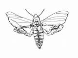 Moth Drawing Death Head Hawk Line Simple Drawings Getdrawings Paintingvalley sketch template