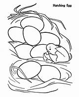 Coloring Hatching Egg Pages Chicken Chick Netart First Baby Just Color Hatch Getdrawings Drawing sketch template