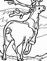 Caribou Coloring Pages Coloriage Tundra Jayhawk Color Drawing Jayhawks Animal Animals Getdrawings Clipartbest Cliparts sketch template