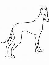 Coloring Pages Greyhound Dog Dogs Whippet Printable Kids Color Printables Colouring Galgo Sketch Bing Pic Sheets Greyhounds Pattern Kid Getcolorings sketch template