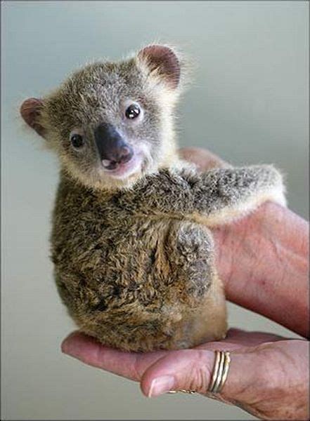daily afternoon randomness   baby koala babies  animal