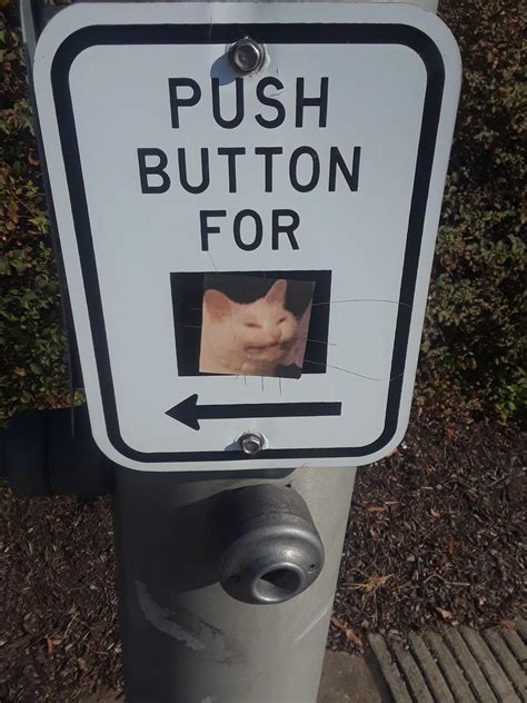 push button  cat rfunny