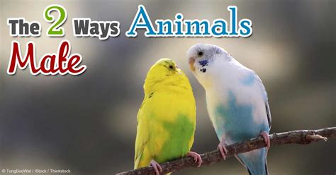 ways animals mate    affects  physique