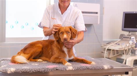 chiropractie dierenkliniek vianen